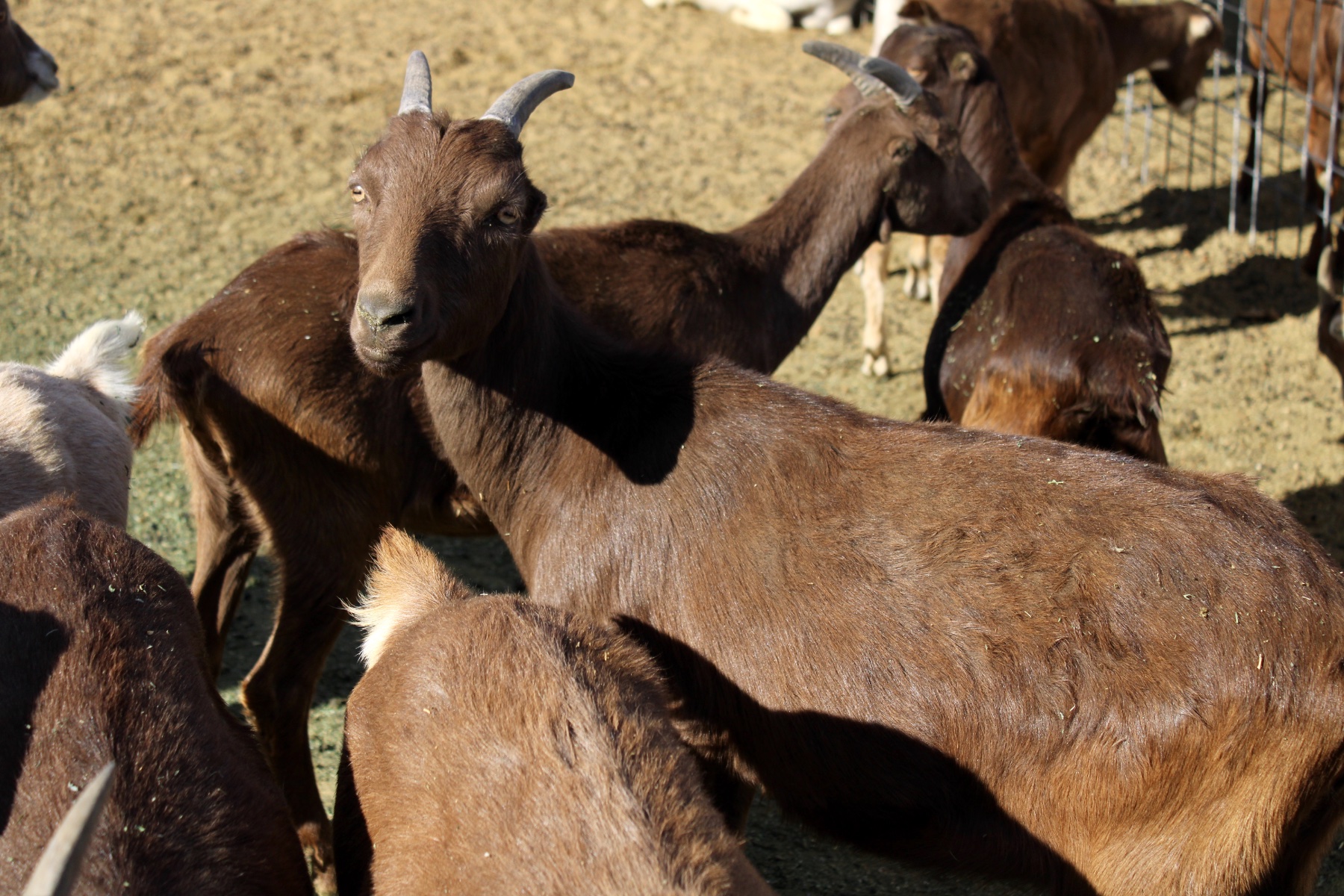 Goat Cheese – Tucson CSA