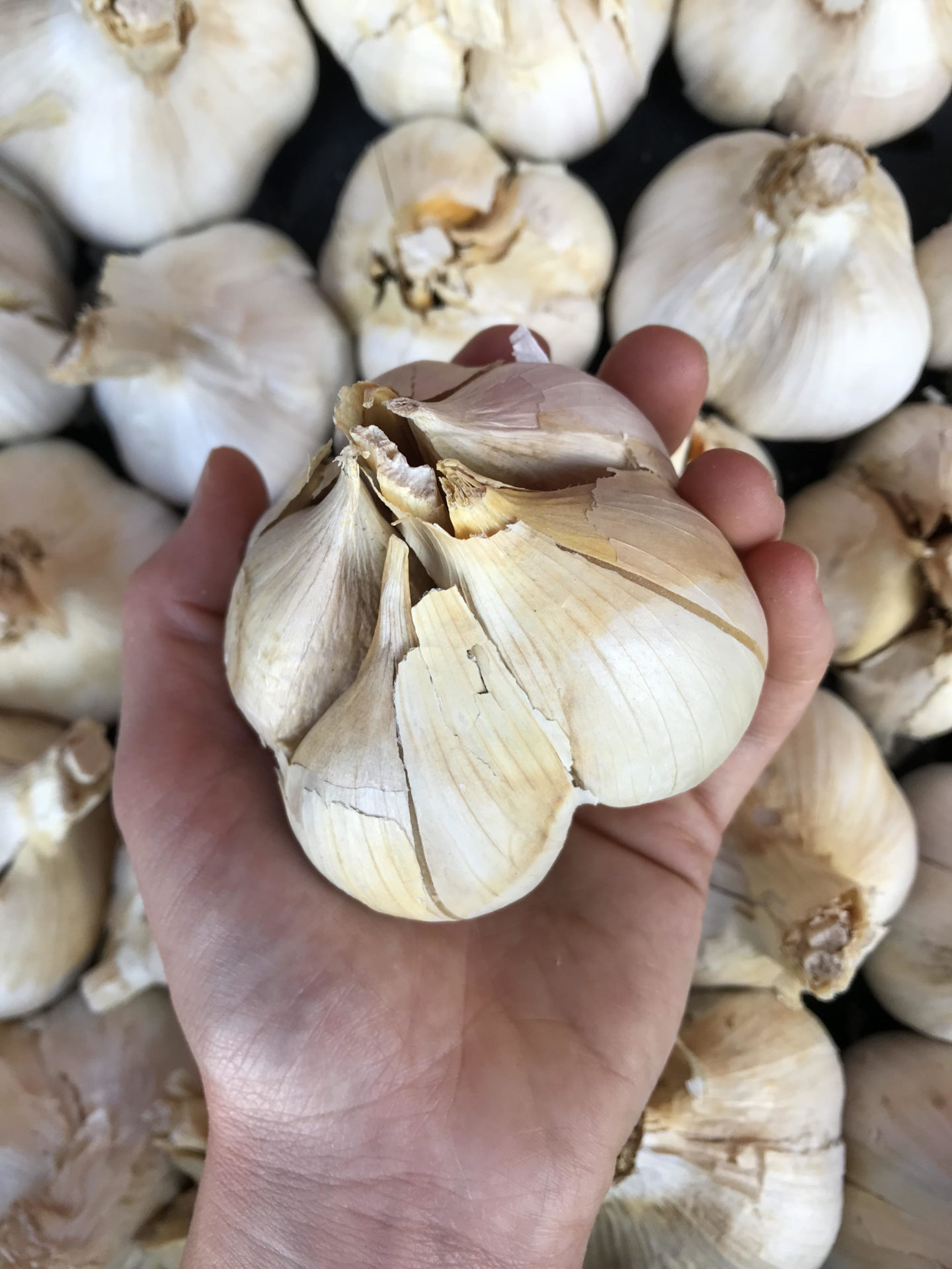 Garlic Season Tucson CSA