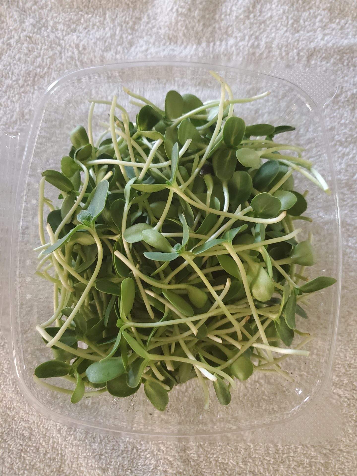 14+ Microgreen Csa Microgreens in the CSA Shop – Tucson CSA